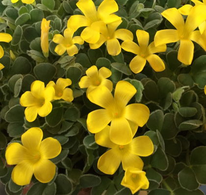 Oxalis melanosticta (syn. purpurea 'Ken Aslet') 